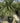 Cordyline Australis Vaso 70 - Vivaio Garden Forest (47844270)