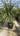 Cordyline Australis Vaso 70 - Vivaio Garden Forest (47844270)