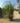 Cortaderia Selloana Bianca Gynerium Vaso 55 - Vivaio Garden Forest (47844271)