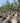 Crataegus Azarolus Alb 50 1 2 Fusto Crf 12 14 - Vivaio Garden Forest (47844272)