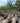 Crataegus Azarolus Alb 55 1 2 Fusto Crf 14 16 - Vivaio Garden Forest (47844273)