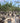 Crataegus Azarolus Alb 55 1 2 Fusto Crf 18 20 - Vivaio Garden Forest (47844275)
