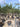 Crataegus Azarolus Alb 55 1 2 Fusto Crf 18 20 - Vivaio Garden Forest (47844275)