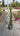 Crataegus Pyracantha Red Berries (Agazzino) Vaso 18 - Vivaio Garden Forest (48048055)