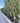 Cupressocyparis Leylandii Spirale 45 - Vivaio Garden Forest (47844277)