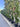 Cupressocyparis Leylandii Spirale 45 - Vivaio Garden Forest (47844277)