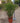 Cyperus Papyrus (Papiro) Vaso 24 - Vivaio Garden Forest (48048070)