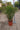 Cyperus Papyrus (Papiro) Vaso 24 - Vivaio Garden Forest (48048070)