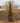 Dasylirion Longissimum Vaso 40 - pianta adulta - Vivaio Garden Forest (48048079)