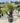 Dasylirion Serratifolium Vaso 70 Lt 130 - Vivaio Garden Forest