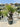 Dasylirion Serratifolium Vaso 70 Lt 130 - Vivaio Garden Forest