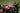 Dianthus Kaori (Garofano) Vaso 18 - dettaglio - Vivaio Garden Forest (48048085)