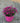 Dianthus Kaori (Garofano) Vaso 18 - Vivaio Garden Forest (48048081)