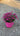 Dianthus Kaori (Garofano) Vaso 18 - Vivaio Garden Forest (48048081)