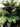 Diksonia Antartica (Felce Arborea) H 100 - 110 CM Vaso 55 - pianta adulta - Vivaio Garden Forest (48048093)