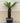 Diksonia Antartica (Felce Arborea) H 100 - 110 CM Vaso 55 - Vivaio Garden Forest (48048091)