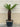 Diksonia Antartica (Felce Arborea) H 100 - 110 CM Vaso 55 - Vivaio Garden Forest (48048091)