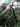 Dodonea Viscosa Vaso 24 - fogliame - Vivaio Garden Forest (48048102)