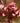 Dodonea Viscosa Vaso 24 - frutti - Vivaio Garden Forest (48048100)