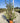 Dodonea Viscosa Vaso 24 - Vivaio Garden Forest (48048107)