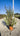 Dodonea Viscosa Vaso 24 - Vivaio Garden Forest (48048107)