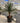 Dracaena Draco Vaso 60 H Tr 50 60 - Vivaio Garden Forest (47844280)