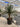 Dracaena Draco Vaso 60 H Tr 50 60 - Vivaio Garden Forest (47844280)