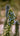 Echium Fastuosum (Viperina DI Madera) Vaso 24 - dettaglio - Vivaio Garden Forest