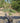 Echium Fastuosum Cesp 24 - Vivaio Garden Forest (47844283)