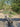 Echium Fastuosum Cesp 24 - Vivaio Garden Forest (47844283)