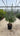 Echium Fastuosum Cesp 30 - Vivaio Garden Forest (47844284)