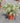 Echium Fastuosum (Viperina DI Madera) Vaso 24 - Vivaio Garden Forest (48283803)