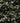 Eleagnus Viveleg (Olivagno) Vaso 24 - pianta adulta - Vivaio Garden Forest (48048127) (48283809)