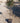 Eleagnus Ebbingei Compacta Alb 24 1 2 Fusto - Vivaio Garden Forest (47844285)