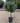Eleagnus Ebbingei Compacta Alb 30 1 4 Fusto - Vivaio Garden Forest (47844287)