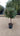 Eleagnus Ebbingei Compacta Alb 30 1 4 Fusto - Vivaio Garden Forest (47844287)