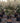 Eleagnus Ebbingei Compacta Alb 45 1 4 Fusto - Vivaio Garden Forest (47844288)