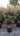Eleagnus Ebbingei Compacta Alb 45 1 4 Fusto - Vivaio Garden Forest (47844288)