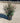 Eleagnus Ebbingei Compacta Cesp 24 - Vivaio Garden Forest (47844289)