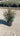 Eleagnus Ebbingei Compacta Cesp 24 - Vivaio Garden Forest (47844289)