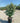 Eleagnus Ebbingei Compacta Cesp 40 Lt 25 - Vivaio Garden Forest (47844290)