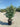 Eleagnus Ebbingei Compacta Cesp 40 Lt 25 - Vivaio Garden Forest (47844290)