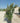 Eleagnus Ebbingei Compacta Cesp 45 - Vivaio Garden Forest (47844291)