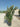 Eleagnus Ebbingei Compacta Cesp 45 - Vivaio Garden Forest (47844291)