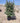 Eleagnus Ebbingei Compacta Cesp 50 - Vivaio Garden Forest (47844292)
