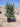 Eleagnus Ebbingei Compacta Cesp 50 - Vivaio Garden Forest (47844292)