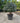 Eleagnus Ebbingei Compacta Multitronco 60 Lt 90 - Vivaio Garden Forest (47844295)