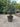 Eleagnus Ebbingei Compacta Multitronco 60 Lt 90 - Vivaio Garden Forest (47844295)