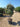 Eleagnus Ebbingei Compacta Multitronco 60 - Vivaio Garden Forest (47844293)