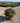 Eleagnus Ebbingei Compacta Palla 40 - Vivaio Garden Forest (47844296)